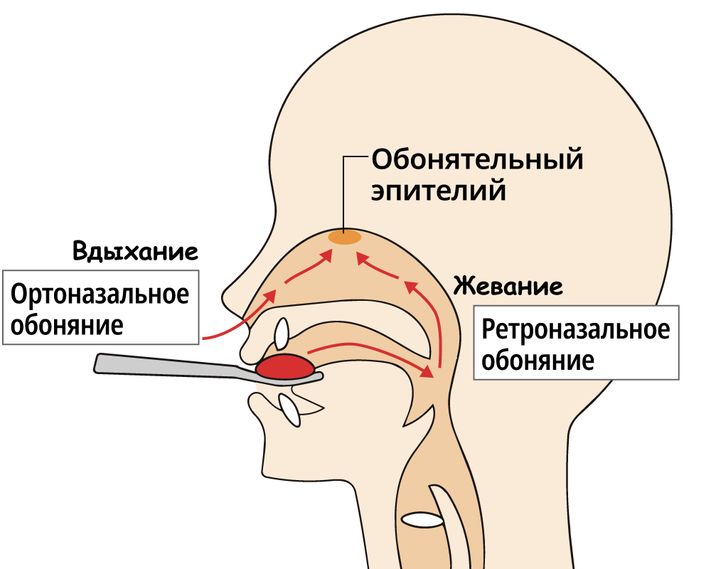 (© IllustAC)