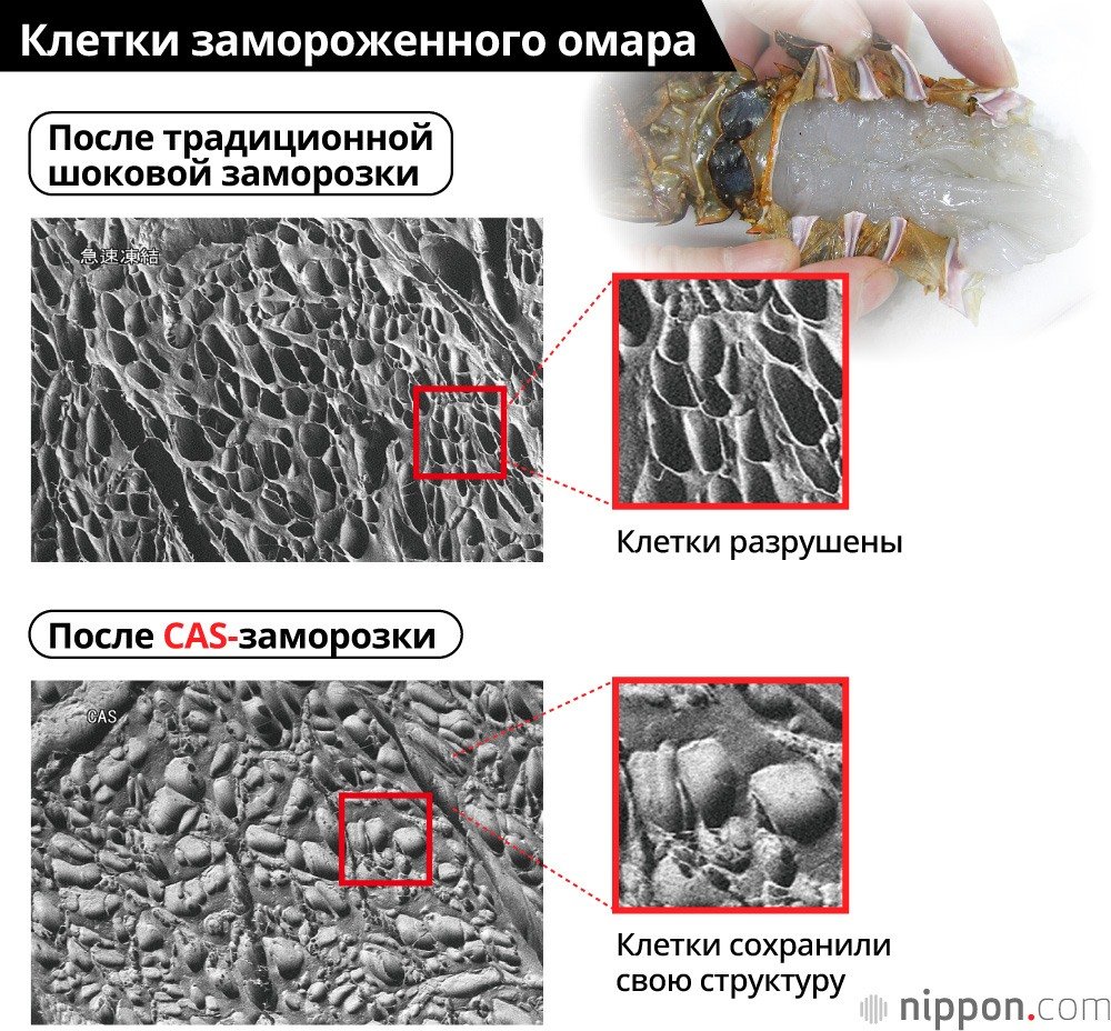 Заморозка сохранит вкус продуктов... и жизнь на Земле? Взгляд на технологию CAS, созданную в компании Abi