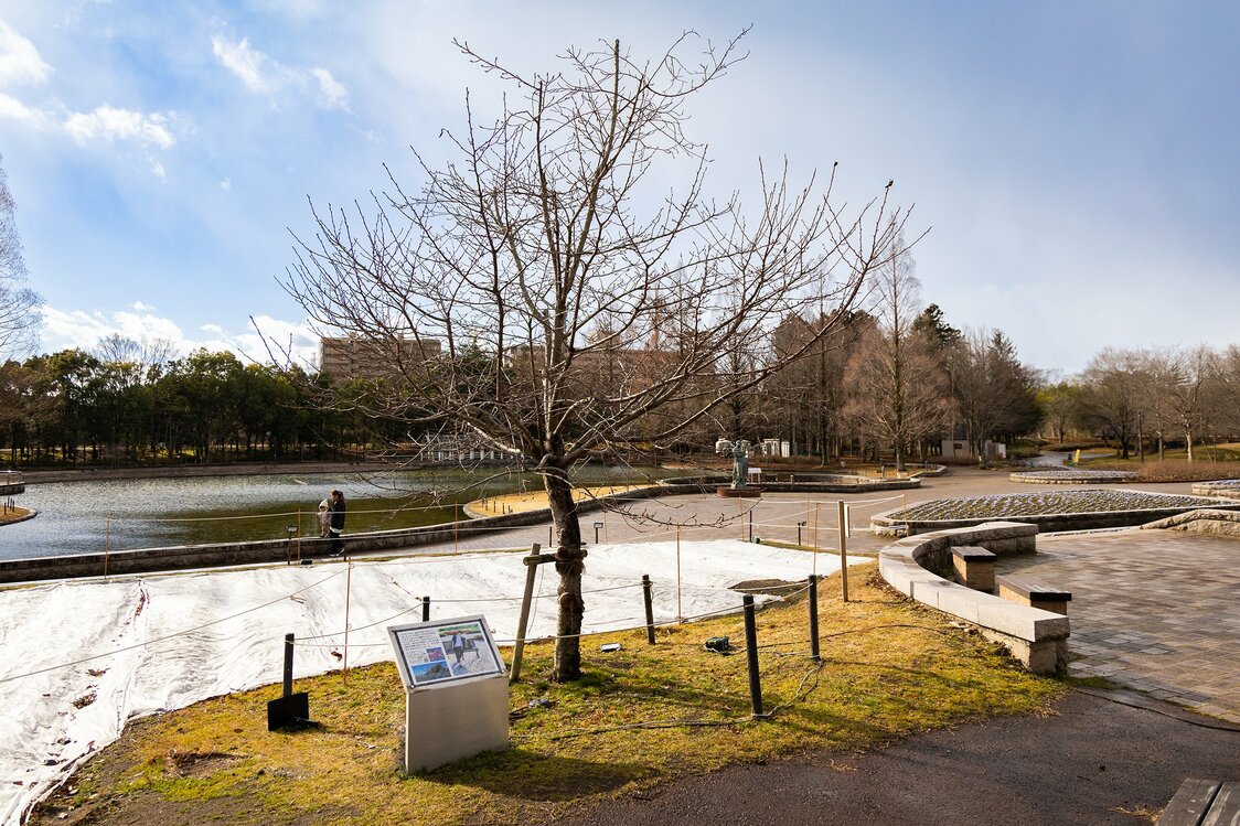«Юдзу-дзакура» в парке Нанакита (© Nippon.com)