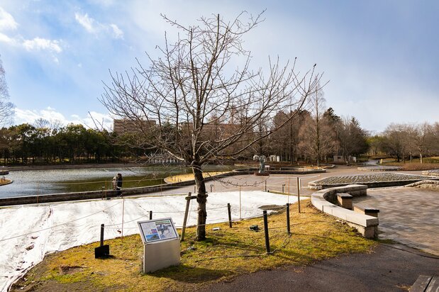 «Юдзу-дзакура» в парке Нанакита (© Nippon.com)