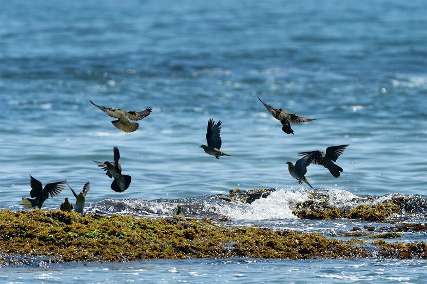 Aobato white-bellied green pigeons have the unusual habit of drinking seawater. The birds migrate to Hokkaidō to raise their young in forests on the shores of the Pacific Ocean. (© Mizukoshi Takeshi)