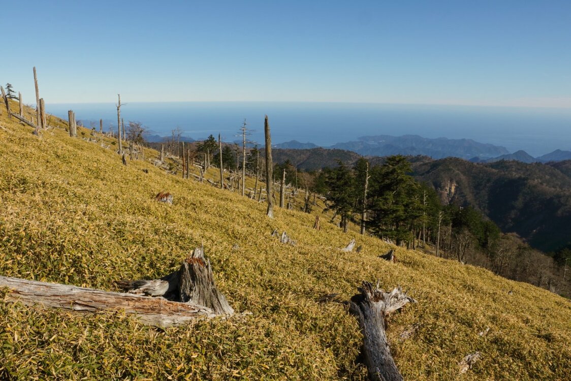 かつてはコケの森だった大台ケ原（奈良県）。シカの食害などによる森林の劣化で、わずか30年ほどで一面にササ原が広がる森になってしまった（筆者撮影）
