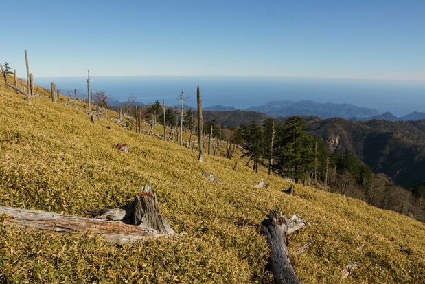 Scattered dead tree trunks along the slopes of Mount Ōdaigahara in Nara Prefecture are all that remain of a once lush, moss-covered forest. Over the last 30 years, herds of hungry deer have decimated the environment.