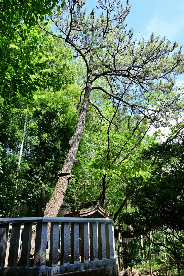 妙福寺内に立つ、現在の袈裟掛けの松。日蓮の時代から数えて3代目となる