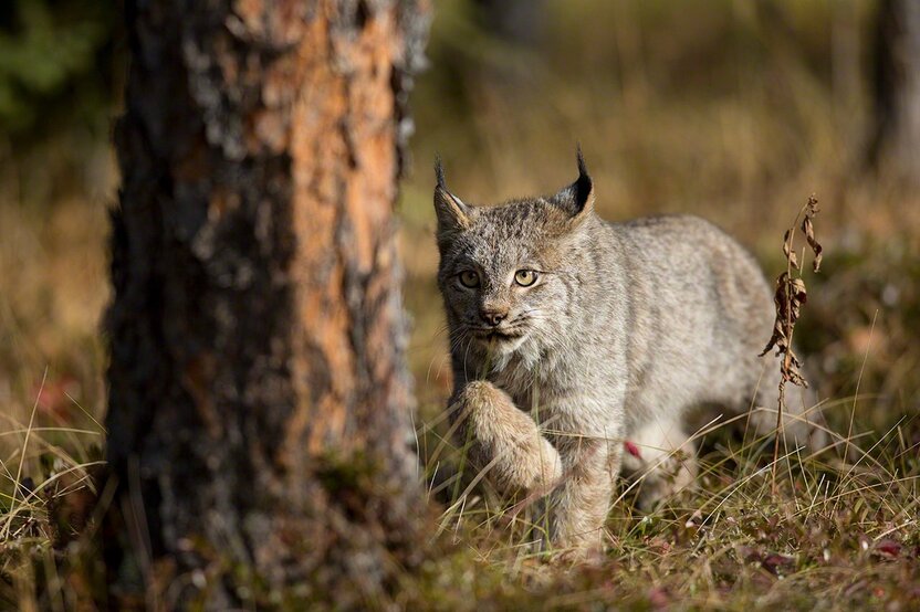 Un lynx du Canada dissimulé (2013)