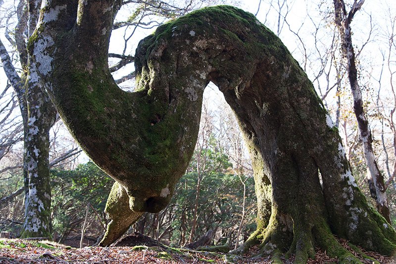 En busca de los árboles gigantes: 7. Desnudados por el frío