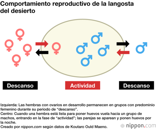 Comportamiento reproductivo de la langosta del desierto