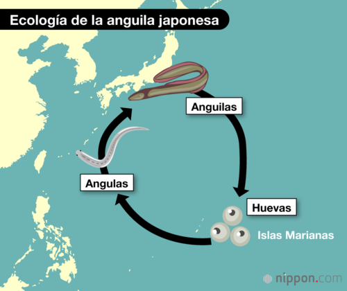 Ecología de la anguila japonesa
