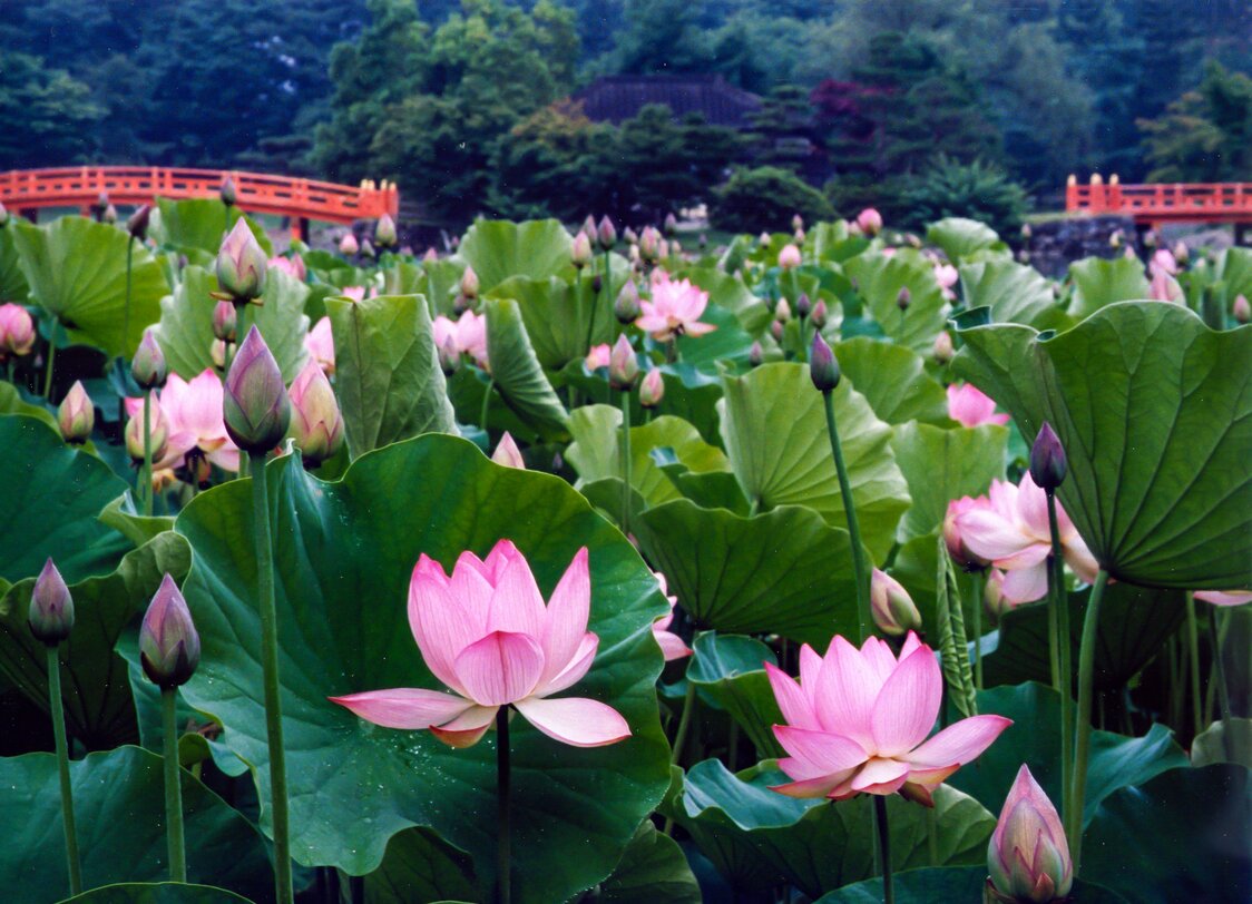 夏の盛りに咲き誇るハス（願成寺提供）