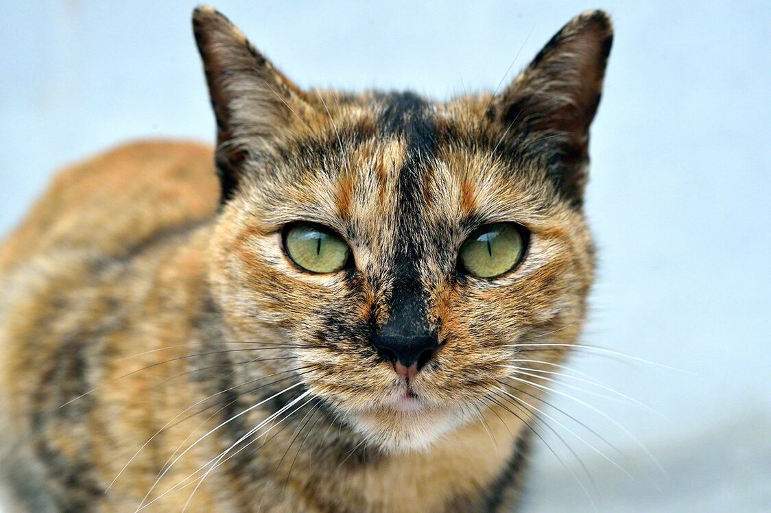 Sabi is the terror of local mice and moles, but a pushover when it comes to humans.