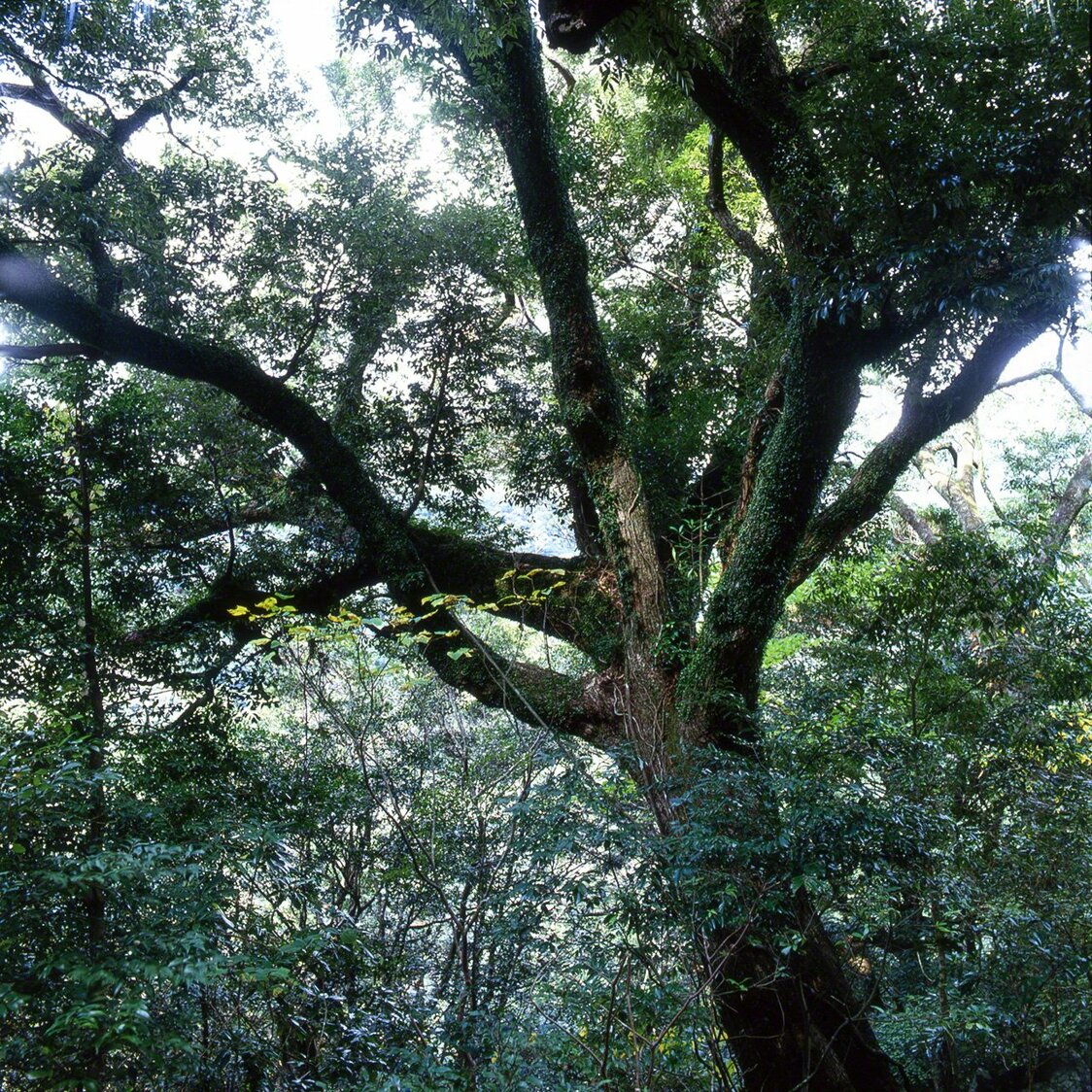 Un grand Castanopsis sieboldii