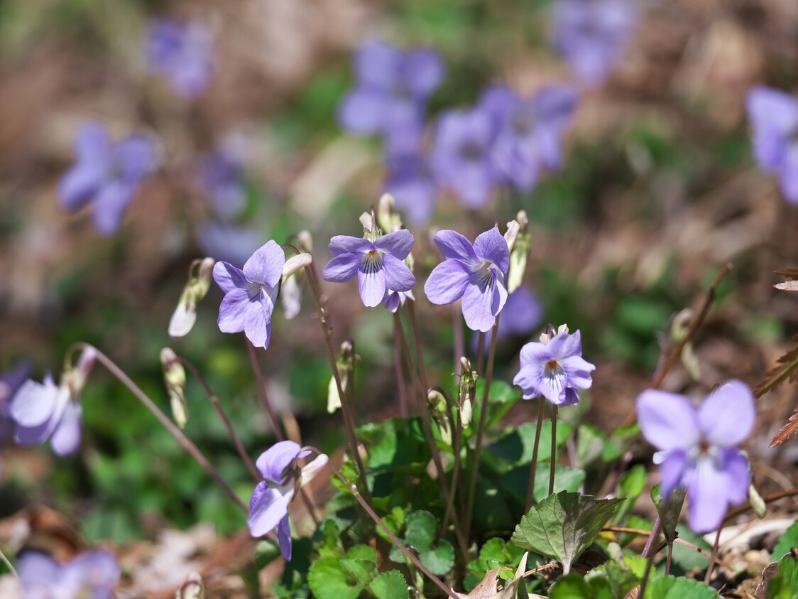 Flor violácea tachitsubosumire (Viola grypoceras). (© PIXTA)