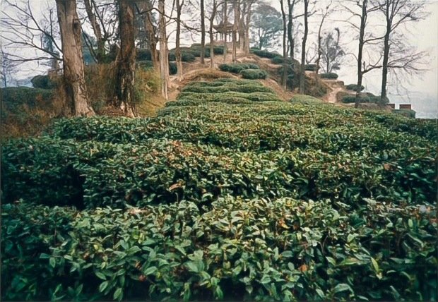 中国の安徽省祁門県の銘茶「キームン紅茶」の茶畑（1998年12月30日）＝評者撮影