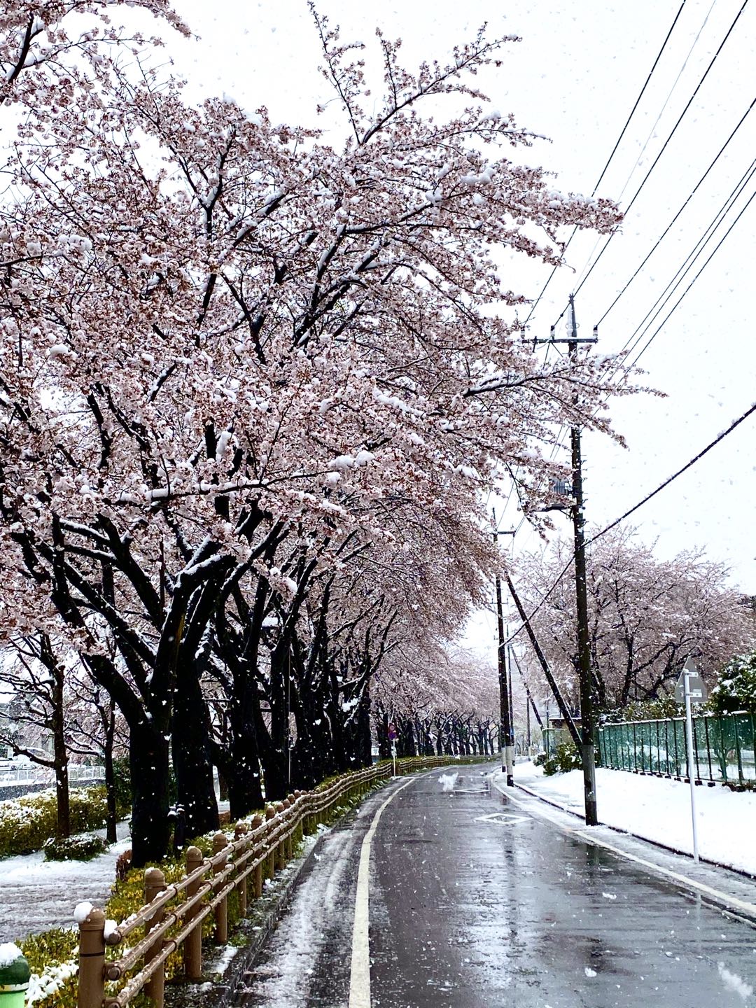 【美图集】樱花烂漫时，东京下了场雪