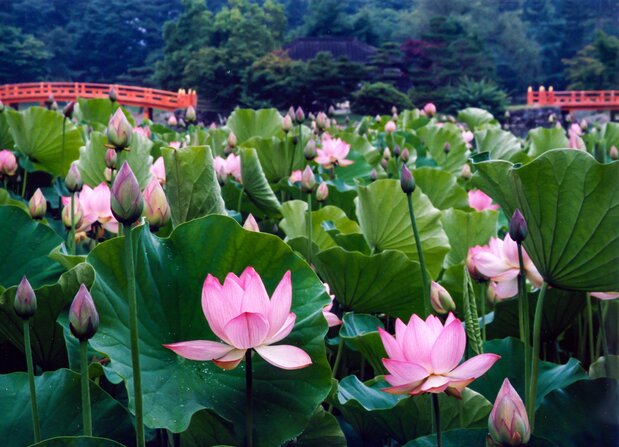 盛夏里灿烂绽放的莲花（图片：愿成寺）