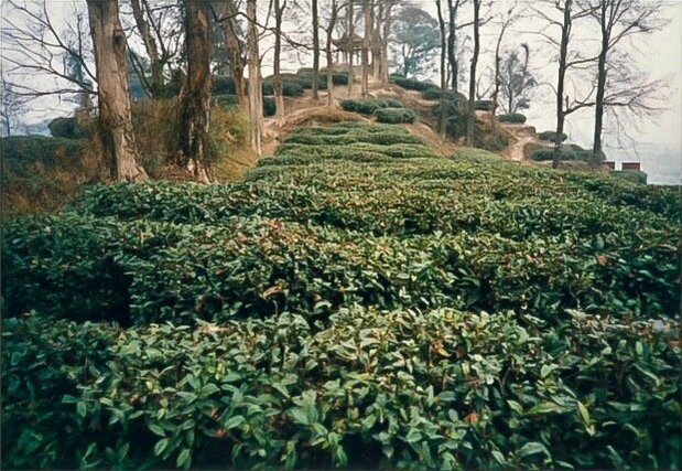 中国の安徽省祁門県の銘茶「キームン紅茶」の茶畑(1998年12月30日)=評者撮影