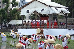 神楽女による八乙女の田舞。（写真提供＝住吉大社）