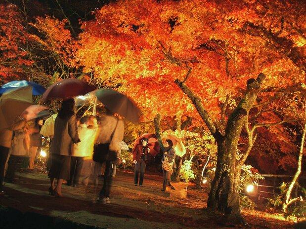 夜雨中,景觀燈中的紅葉林另有一番風情