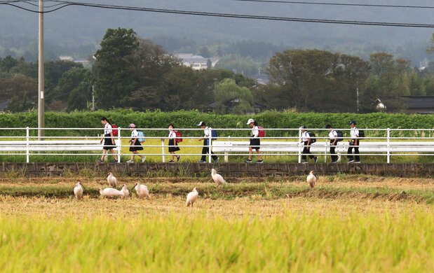 田んぼで餌をとるトキの群れ=2020年9月、新潟県佐渡市内。佐渡とき保護会の土屋正起会長提供