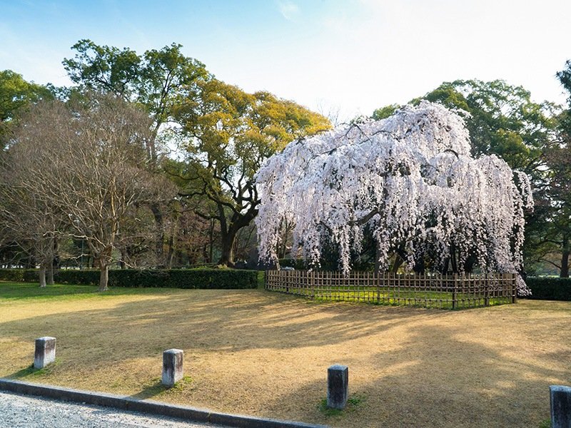 El demizu no shidare-zakura florece temprano, más o menos al mismo tiempo que los itozakura.