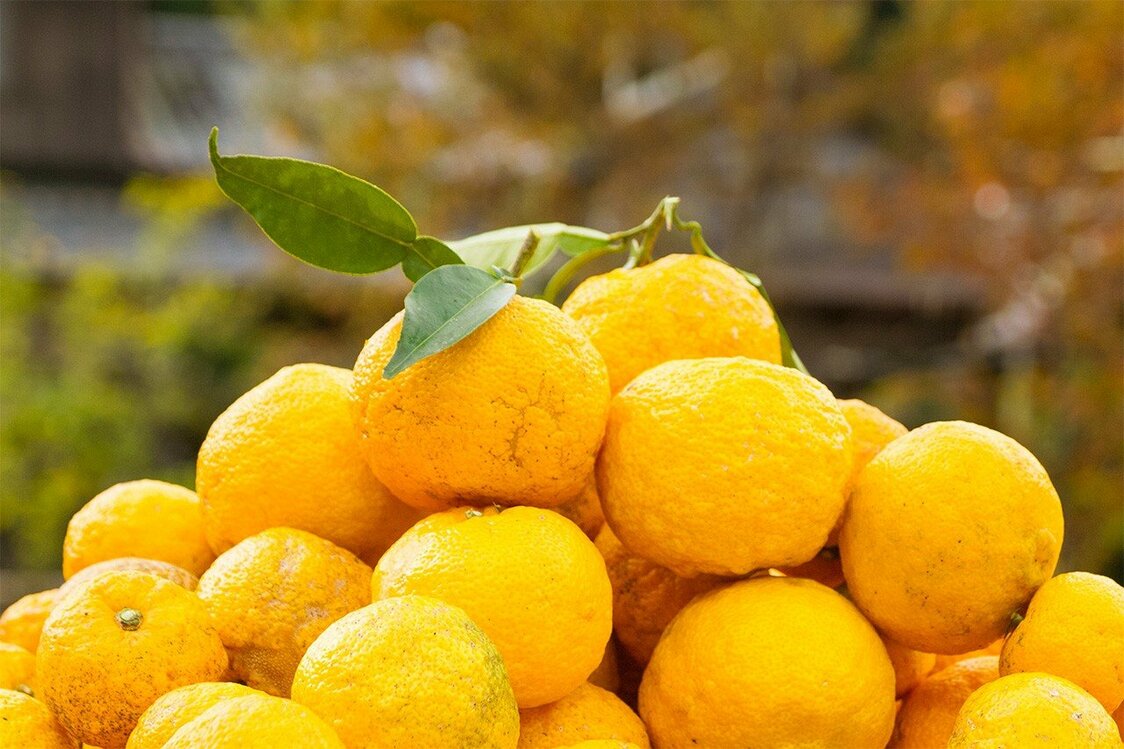 Yuzu orgánico de Umaji, en la prefectura de Kōchi. (© Kusano Seiichirō)