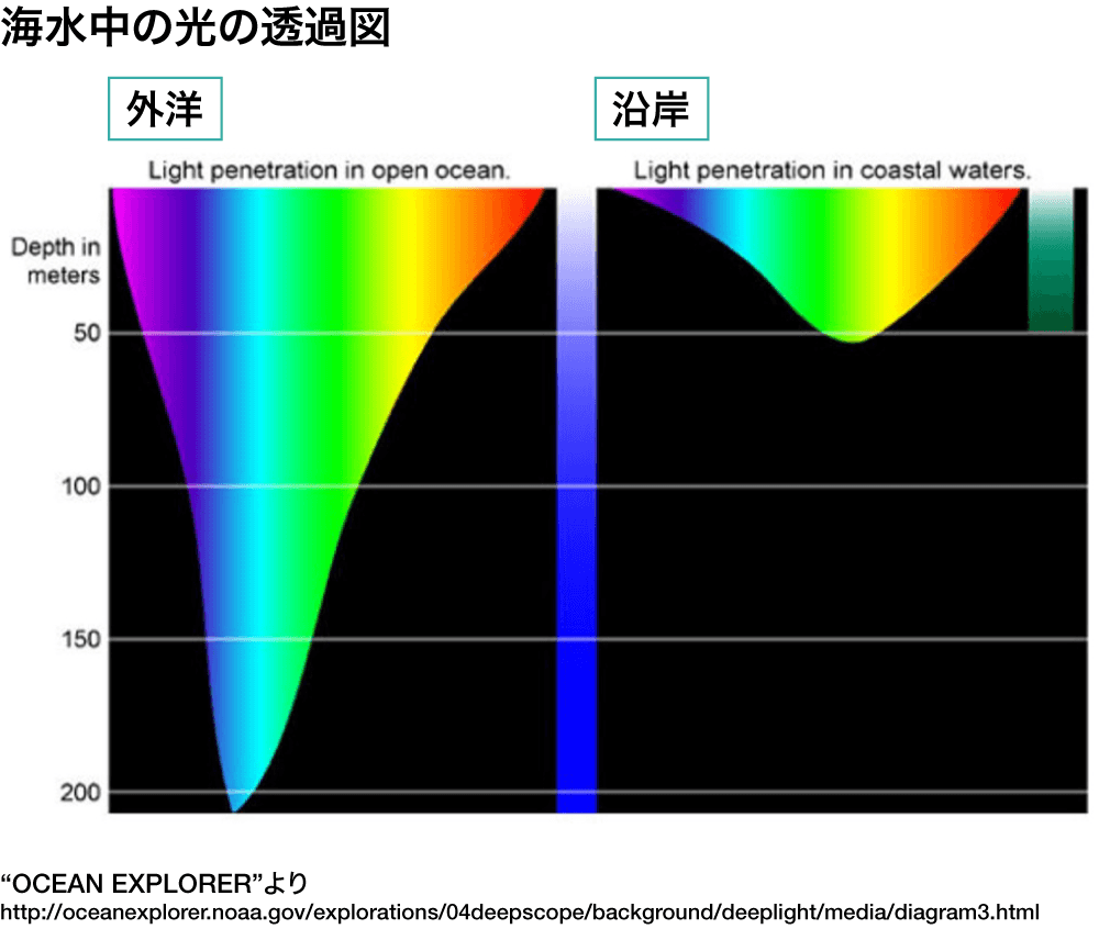 北里大学の研究者らが開発： 緑色LEDでヒラメ・カレイの成長速度が1.6倍に