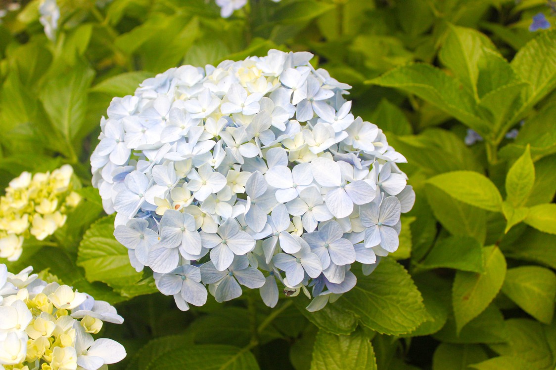 Un hortensia à fleurs en boule (© Kakujitsuen)