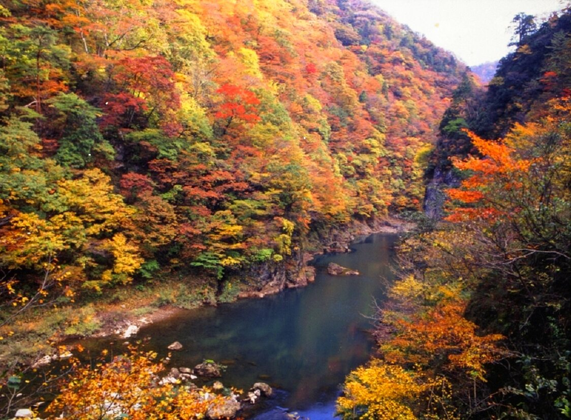 紅葉した断崖の間を澄んだ水が流れる　写真提供：仙北市観光課