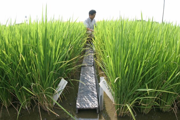 La granja del Centro de Investigación Agrícola de Kyūshū-Okinawa en la ciudad de Chikugo, prefectura de Fukuoka, en agosto de 2010, mientras se investigaba la variedad Nikomaru (derecha), resistente a las altas temperaturas. (Jiji Press)