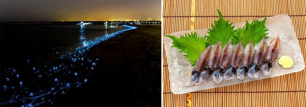 Glowing hotaruika shoals in Toyama Bay (left) and served as sashimi. (© Pixta)