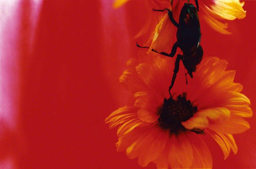出自摄影集《Acid Bloom》（Editions Treville出版社，2003年） ©mika ninagawa， Courtesy of Tomio Koyama Gallery