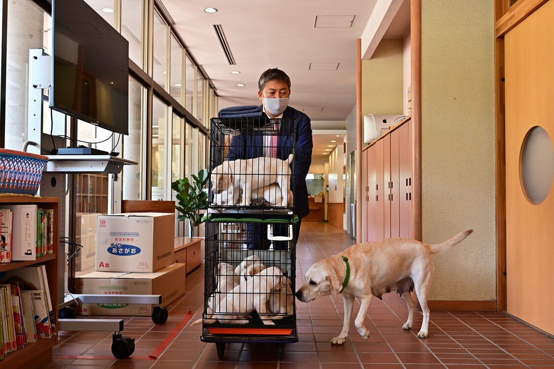 吉田先生と一緒に教室へ移動するクレアと、生後1カ月半の子犬たち