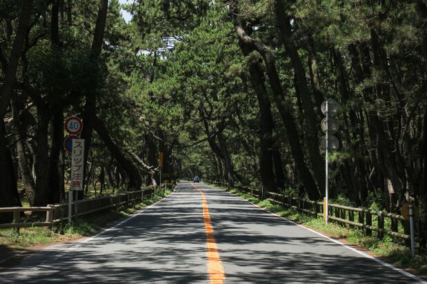 公路从茂密的松林中穿过,很适合自驾兜风