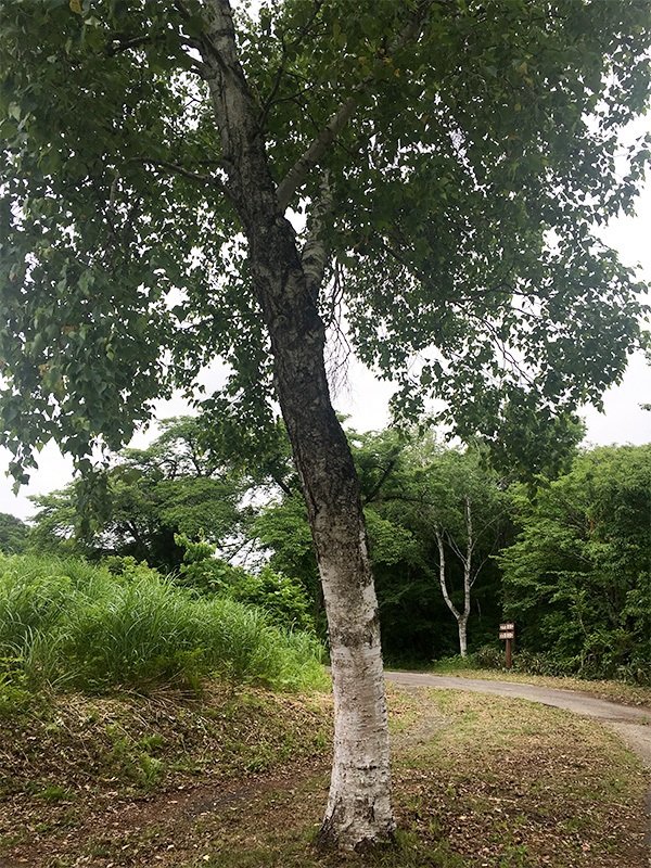 現在的白樺樹（攝影：平野久美子）