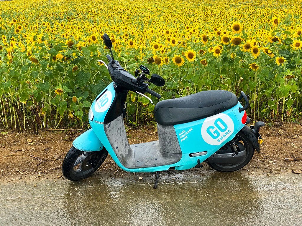 石垣島上的向日葵，與Go Share電動車