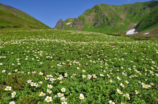 秋田駒ケ岳の登山道沿いに咲く高山植物・ノウゴウイチゴ　写真提供：秋田県観光連盟