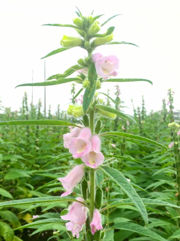 La fleur de la plante de sésame produit une gousse qui contient entre 80 et 100 graines. (Photo AC)