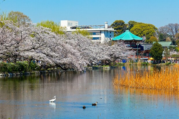 上野不忍池の桜並木(© Pixta)
