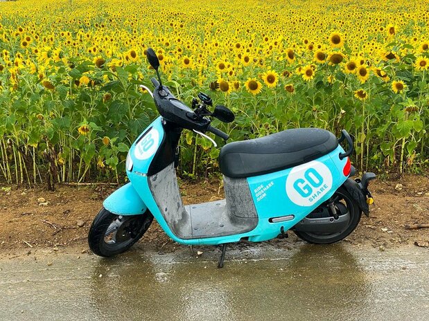 石垣島上的向日葵，與Go Share電動車