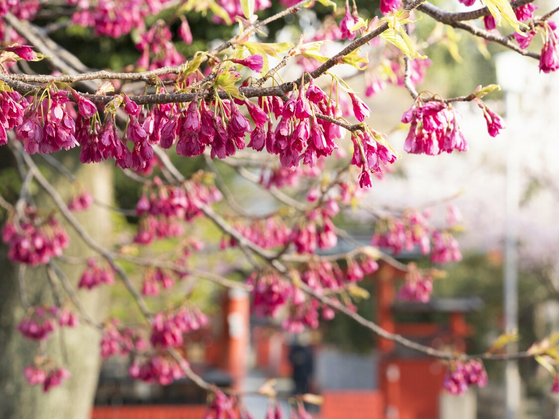 El kanhi-zakura florece a mediados de marzo.