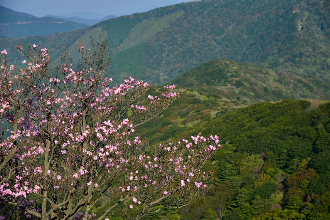 Shikoku rhododendron at the summit of Mount Sasa, with mountain vistas unfolding below. (© Pixta)