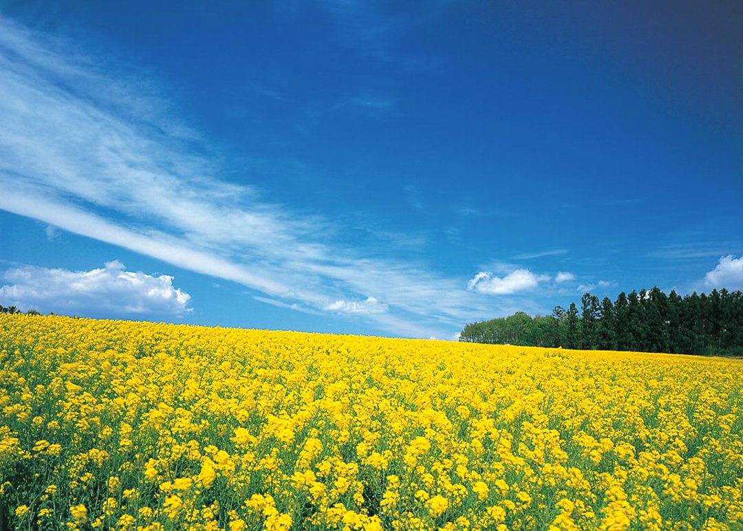 なだらかな丘に咲き誇る菜の花畑　写真提供：大崎市三本木総合支所地域振興課