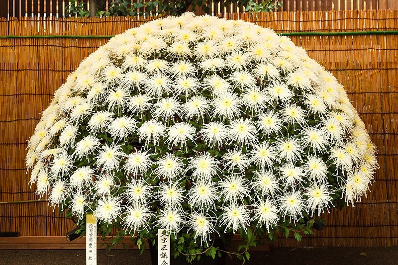 Senrin-zaki, ou « mille fleurs », un arrangement méticuleux de fleurs très serrées se ramifiant à partir d’une seule tige.