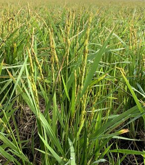 高温不稔で実が入らないので穂が垂れず、立ったままの稲穂（筆者提供）