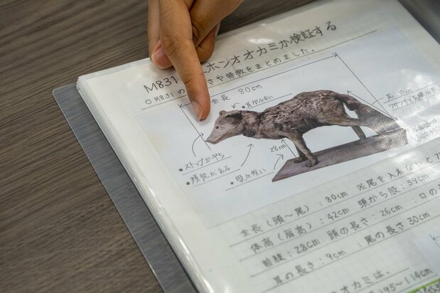Hinako observó que la cabeza se parecía a un espécimen del Museo Nacional de Historia Natural de Leiden (Holanda), publicado en Nihon dōbutsushi, la Revista Zoológica Japonesa. (Fotografiado con permiso de la Fundación para el Fomento de las Bibliotecas)