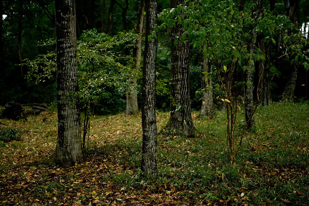 [Diapositivas] ¡Bienvenidos al bosque!