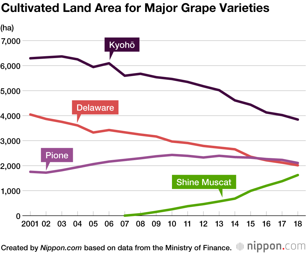 Pick of the Vine: Japanese Grape Growers Turning to Shine Muscat