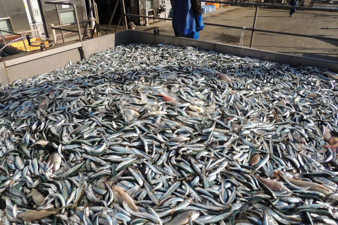 小型魚ばかりで大半が食用以外に回されるサバやイワシ　写真：筆者提供