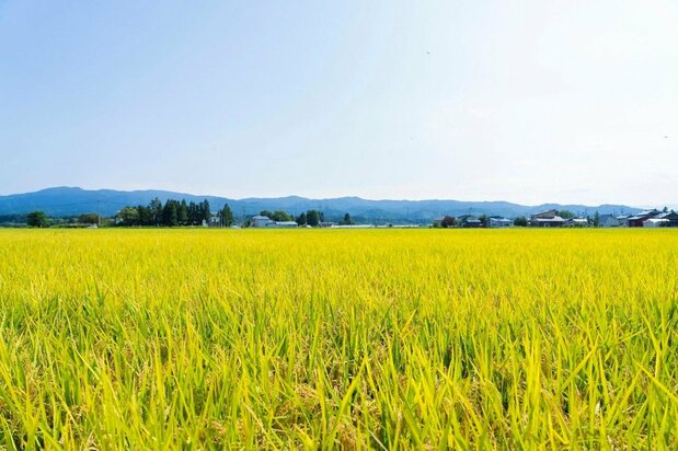A ripening rice paddy. Japanese culture is deeply rooted in rice farming. (© Nakamura Yūsuke)