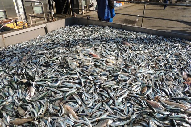 小型魚ばかりで大半が冷凍に回されるサバやイワシ 写真:筆者提供